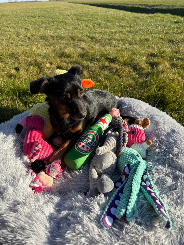 Honden