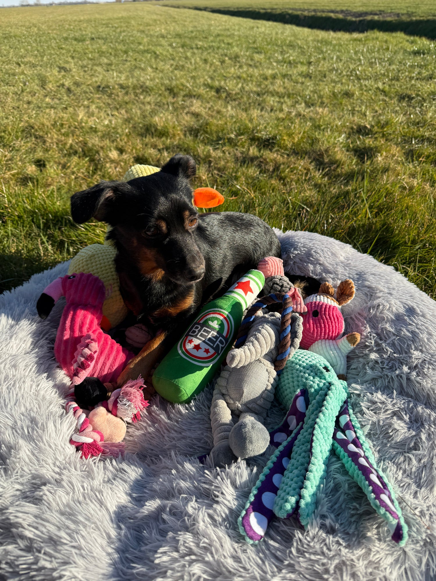 Honden