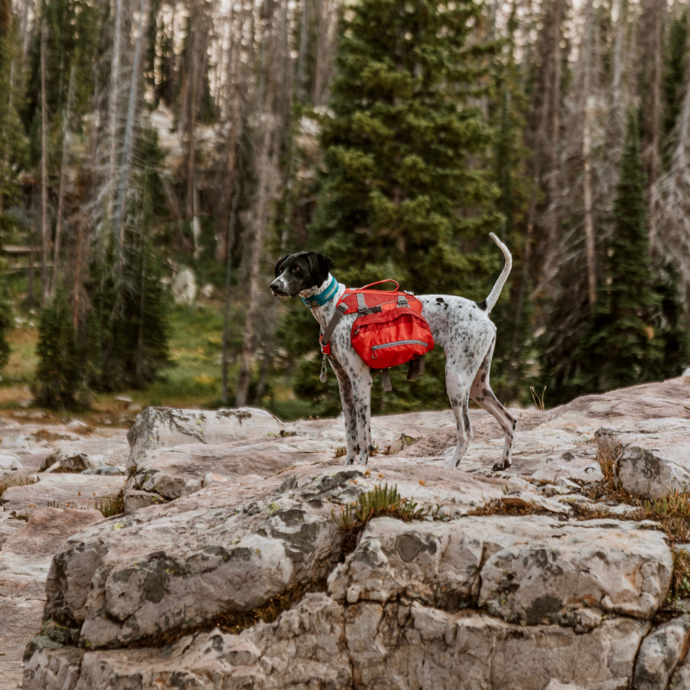 Kurgo - Baxter Backpack