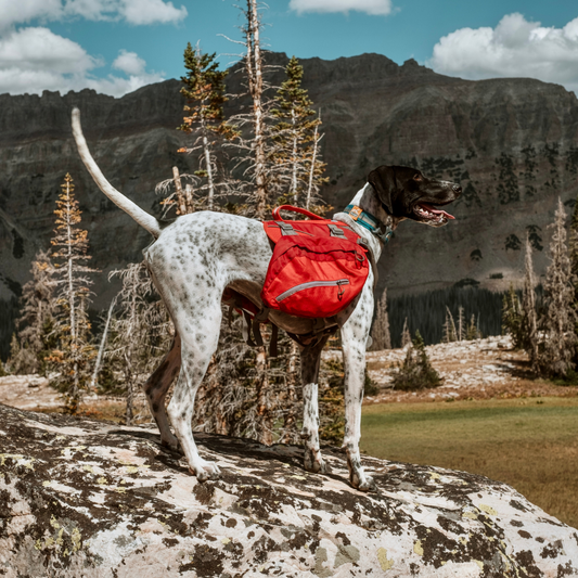 Kurgo - Baxter Backpack