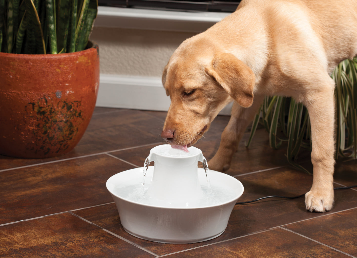 Drinkwell® Avalon Pet Fountain - 2 L