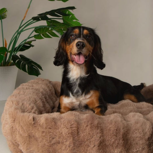 Scruffs - Alpine Box Bed - Taupe - M